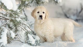 Golden Retriever puppy standing under a tree in snow